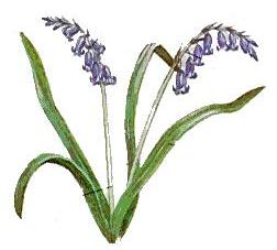 picture of bluebell