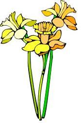 picture of daffodils