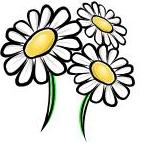 picture of daisy